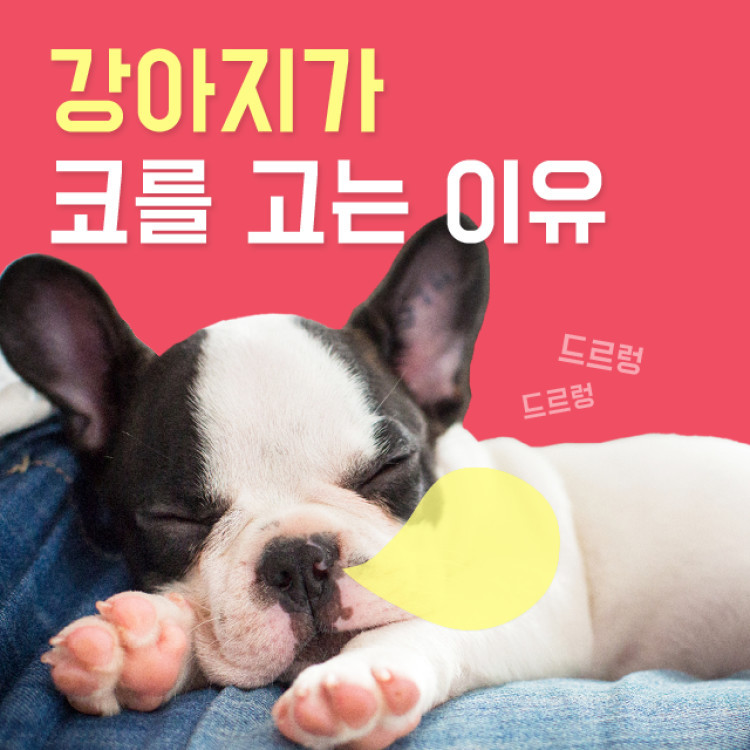 강아지가 코를 고는 이유! | 인스티즈