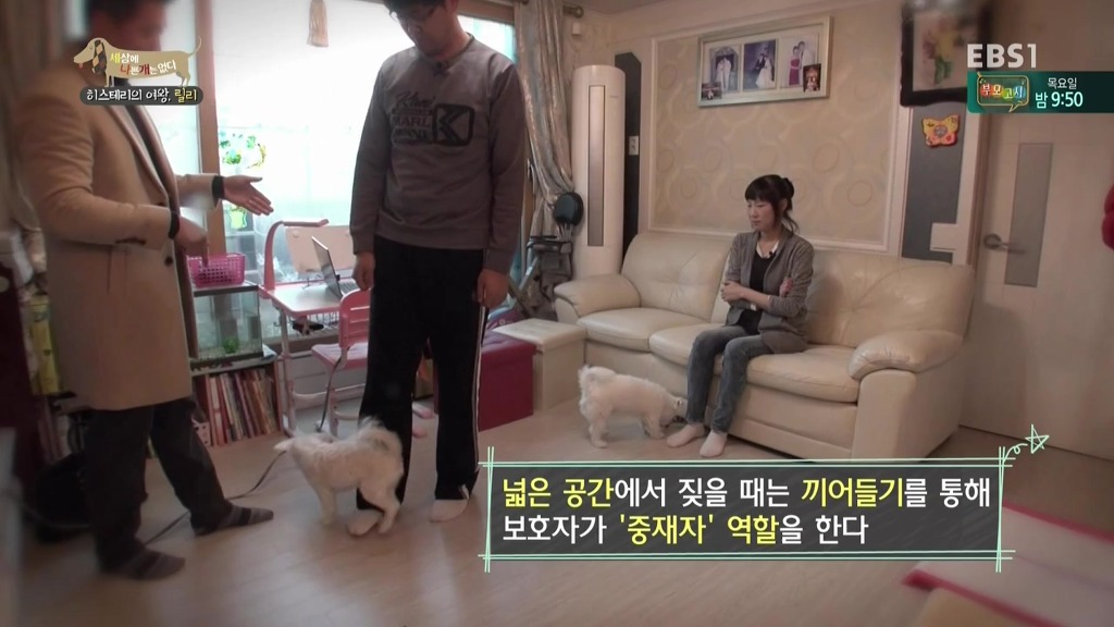 [세상에나쁜개는없다] 가족들에게 짖고 무는 강아지 릴리햏 | 인스티즈