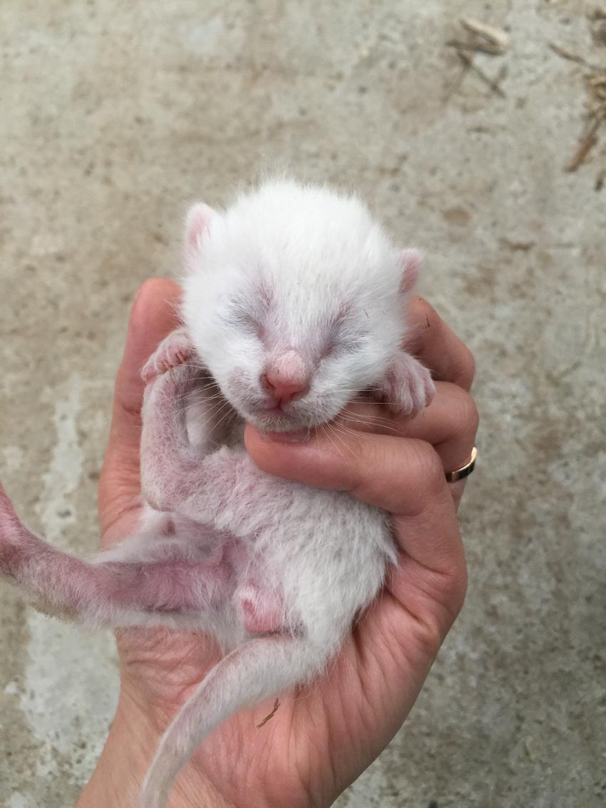 새끼 고양이.jpg | 인스티즈