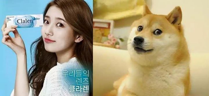 수지 개 | 인스티즈
