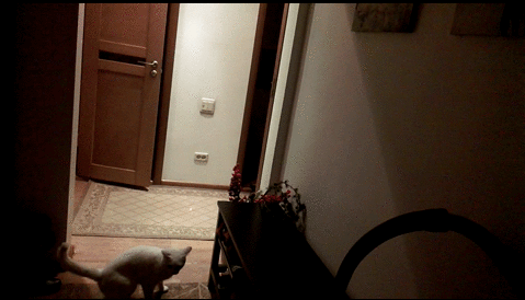 고양이 활용 꿀팁.gif | 인스티즈