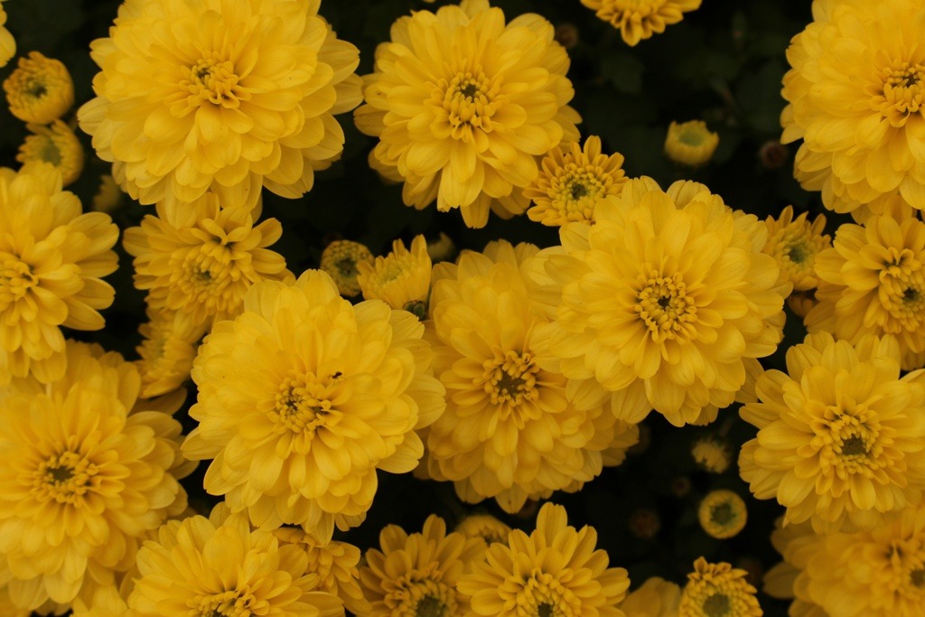 232A03335263C415358355