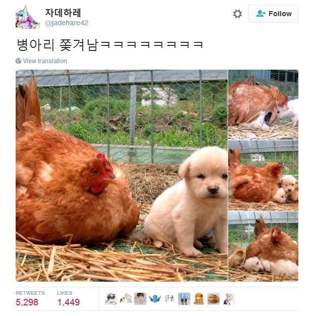 병아리 쫓겨남 | 인스티즈