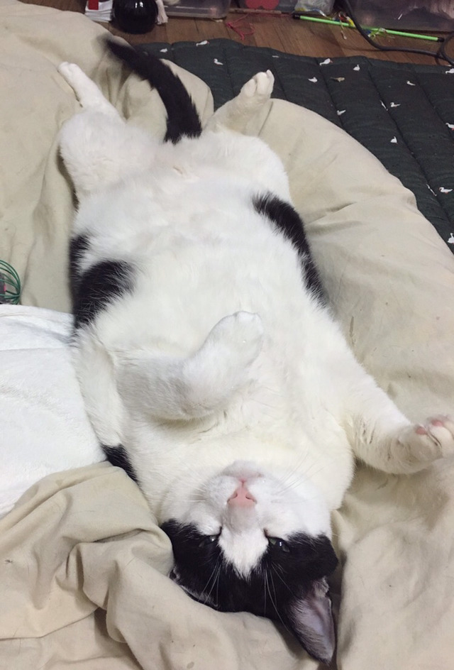 밑에 확대범 냥이 일상 사진이요 ㅋㅋㅋ | 인스티즈