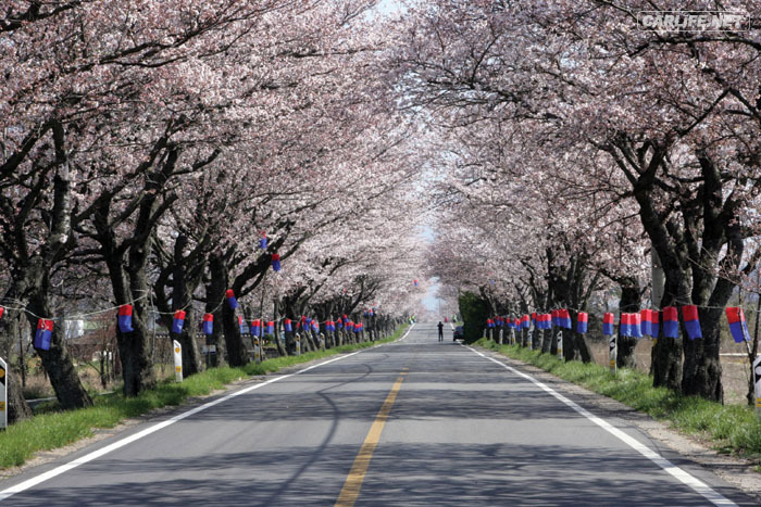 사랑하는사람과함께떠나는 국내 최고의 벚꽃드라이브코스들 | 인스티즈