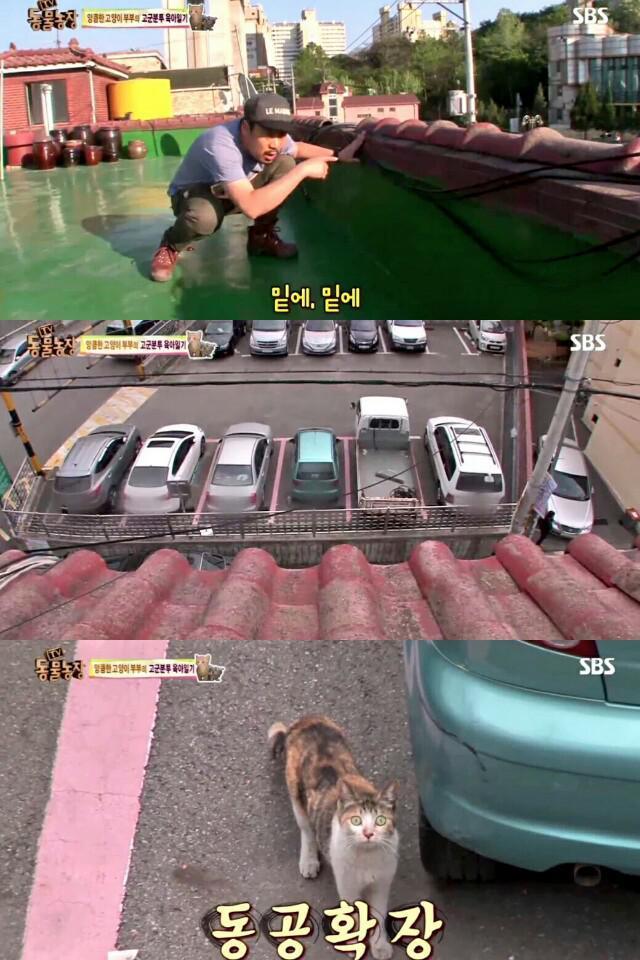 어미 고양이와 마주친 동물농장 PD | 인스티즈