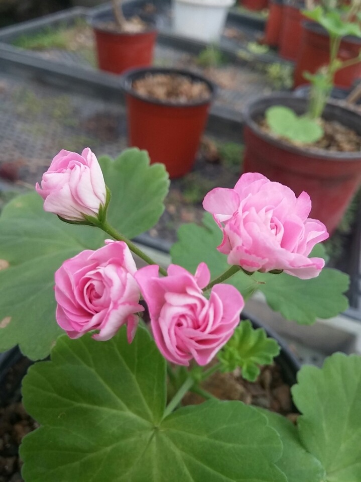 램블러 이미지