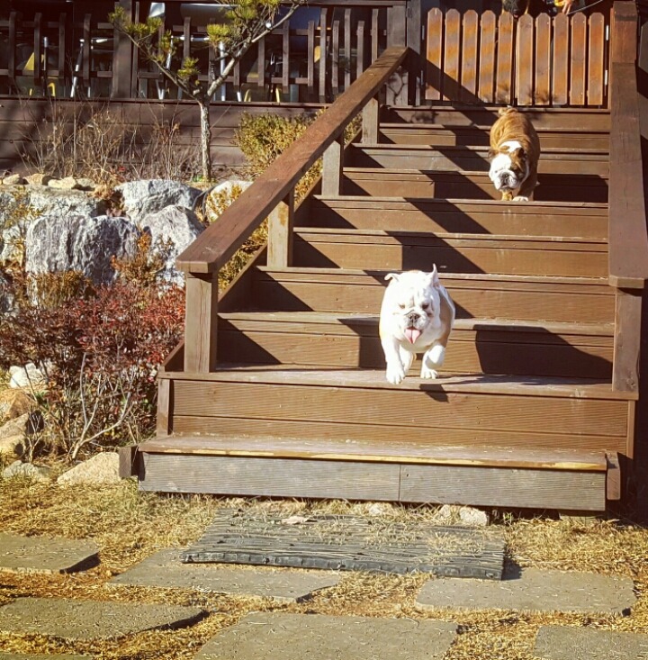 마일로 이미지