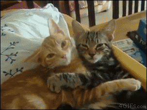 고양이도 있는데 .gif | 인스티즈