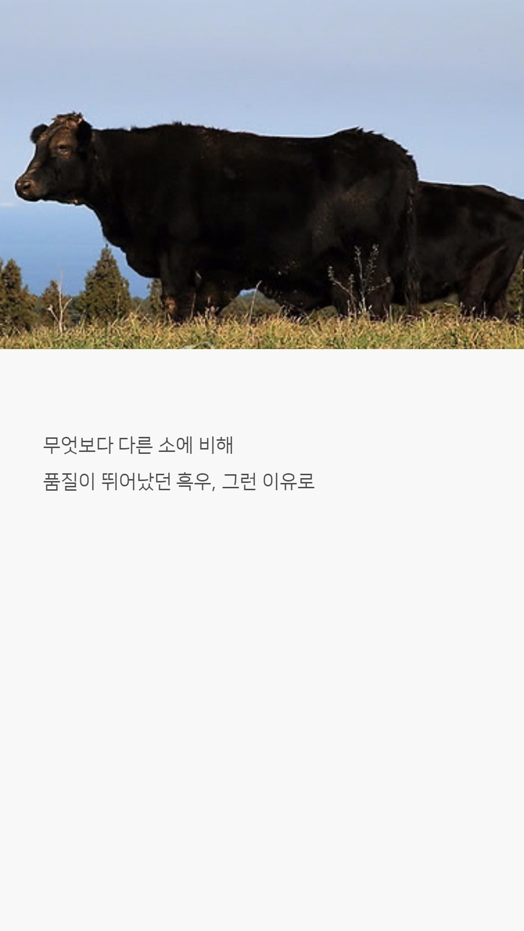 우리나라 한우는 왜 황색일까?jpg | 인스티즈