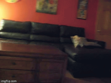 깨방정 떠는 사막여우 | 인스티즈