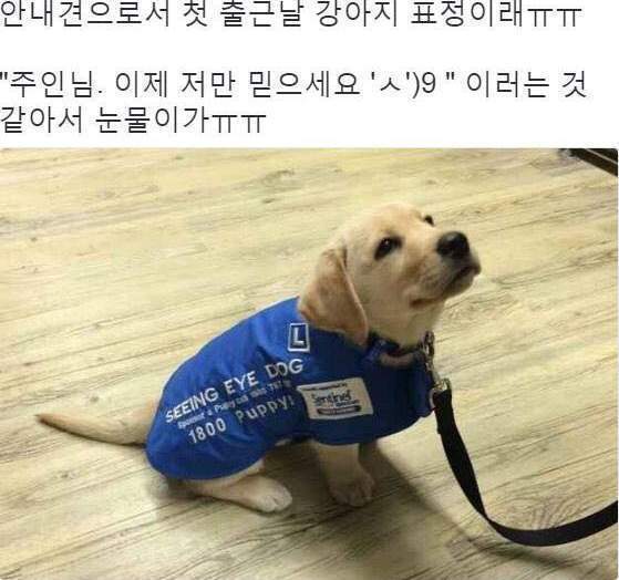 안내견 첫 출근날.. | 인스티즈