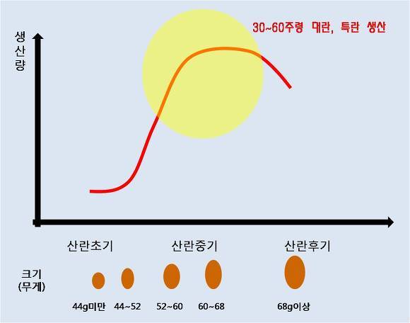 싱싱계란 이미지