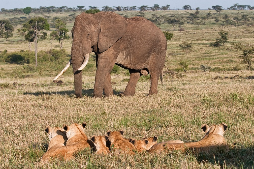 아프리카 사바나의 조폭.jpg | 인스티즈