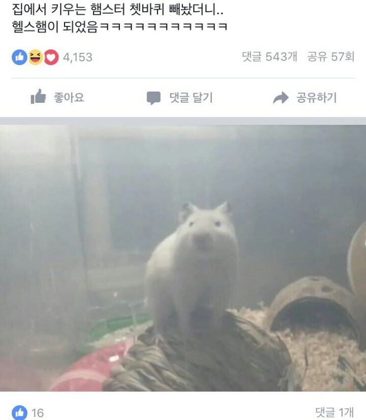 지나치게 강해진 햄스터 | 인스티즈