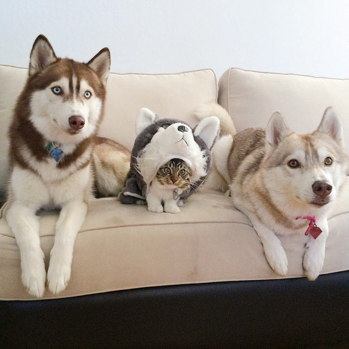 3마리의 허스키들과 친구가 된 냥이.jpg | 인스티즈
