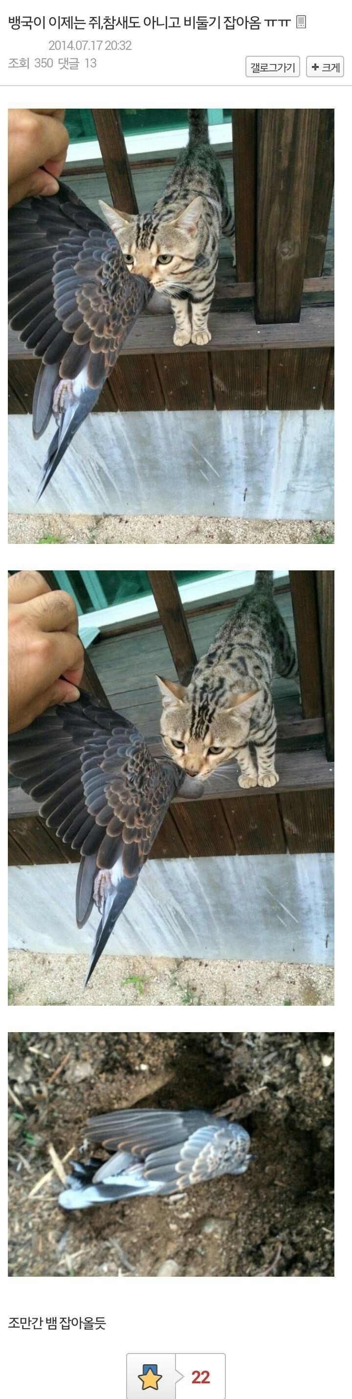 고양이의 보은 | 인스티즈