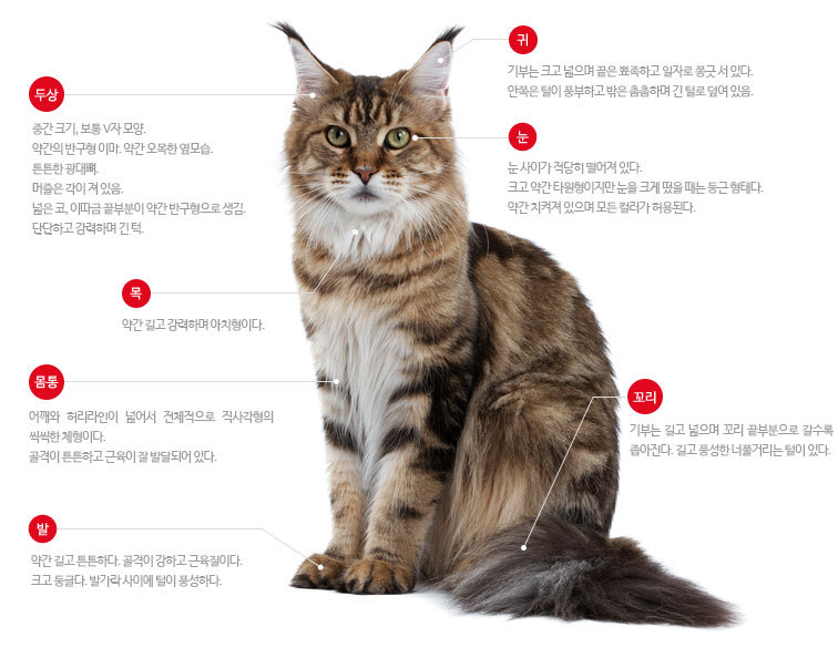 우리가 잘 몰랐던 고양이 종 | 인스티즈