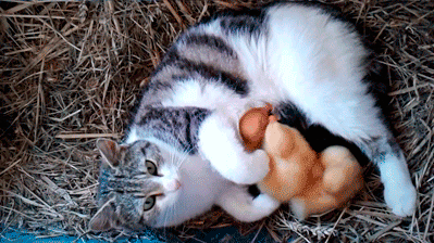 오리와 냥이.gif | 인스티즈