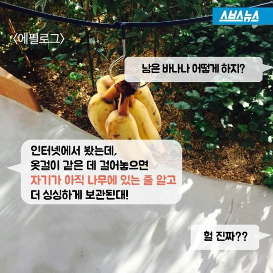 바나나 한 개를 세 명이 똑같이 나눠먹으려면? | 인스티즈