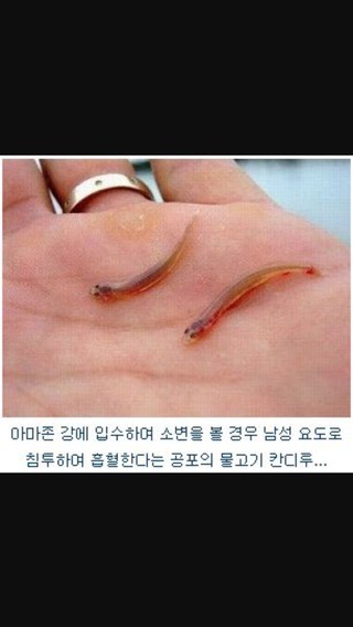 아마존강에서 오줌누면 안되는 이유 | 인스티즈