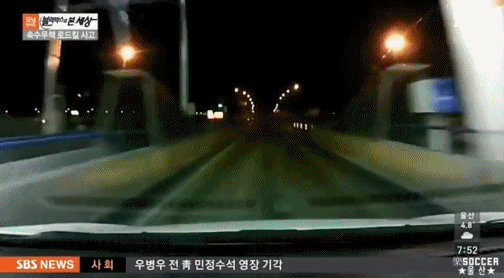 차에 치인 강아지.jpgif (훈훈주의) | 인스티즈