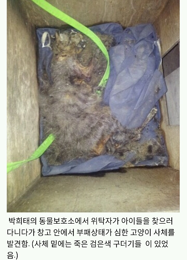 아산에서 또다시 희생당하는 동물이 나타나지않게 서명하자!(사진 끔찍주의) | 인스티즈
