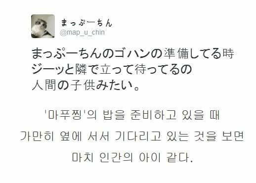 식사를 기다리는 고양이 | 인스티즈