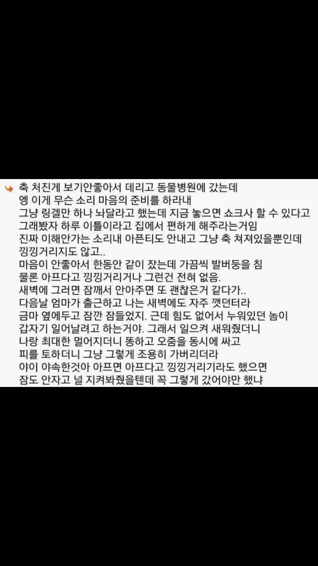 다시는 애완 동물을 키우지 않는 이유 | 인스티즈