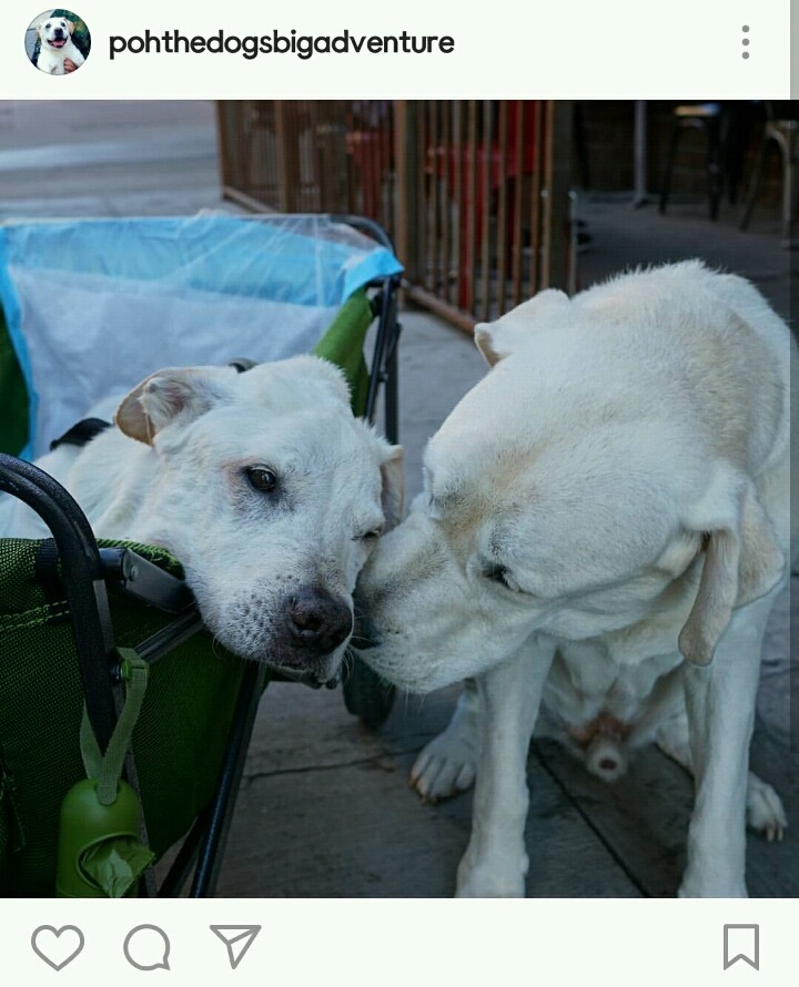 시한부 강아지의 마지막 여행 | 인스티즈