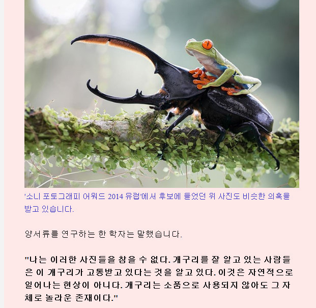 장수풍뎅이를 탄 개구리의 비밀.jpg | 인스티즈
