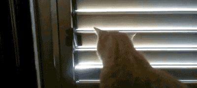 고양이가 싫어하는 행동.gif | 인스티즈