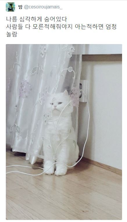 숨어있는 고양이 | 인스티즈