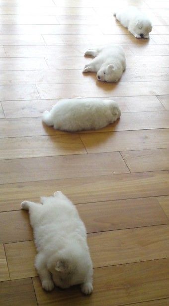 잠자는 멍멍이들 | 인스티즈