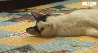 어떤 고양이의 아주 특별한 집사 마중.gif | 인스티즈