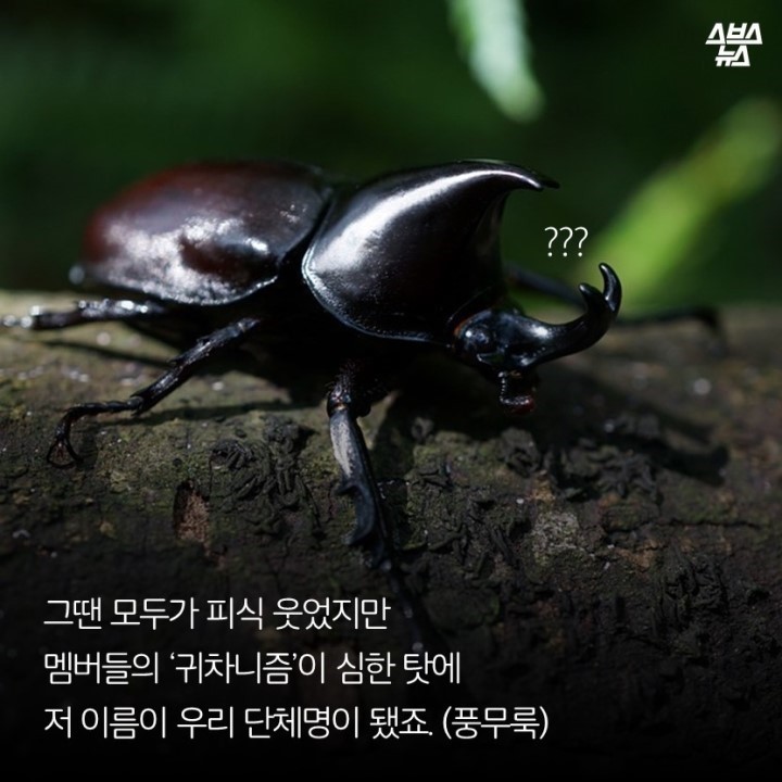  광화문 개념충 장수풍뎅이 연구회 | 인스티즈