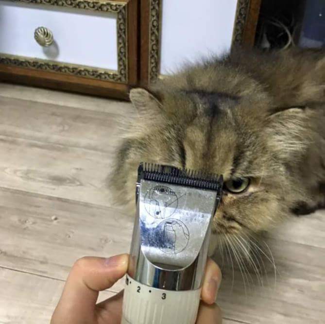 고양이 셀프 미용 | 인스티즈