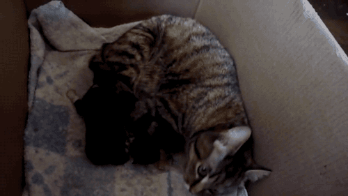 갓 태어난 댕댕이를 대하는 냥이의 태도.gif | 인스티즈