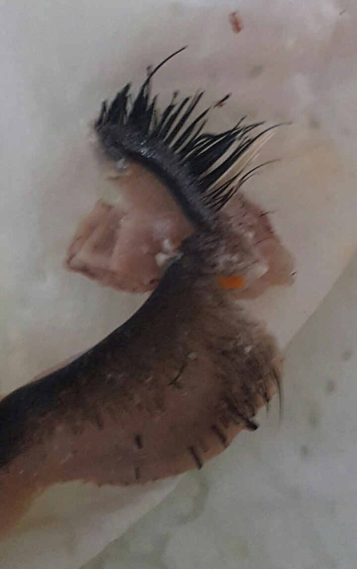 이거보면 이제 돼지국밥 못먹음 (혐오주의) | 인스티즈