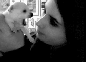 개의 공격성 | 인스티즈