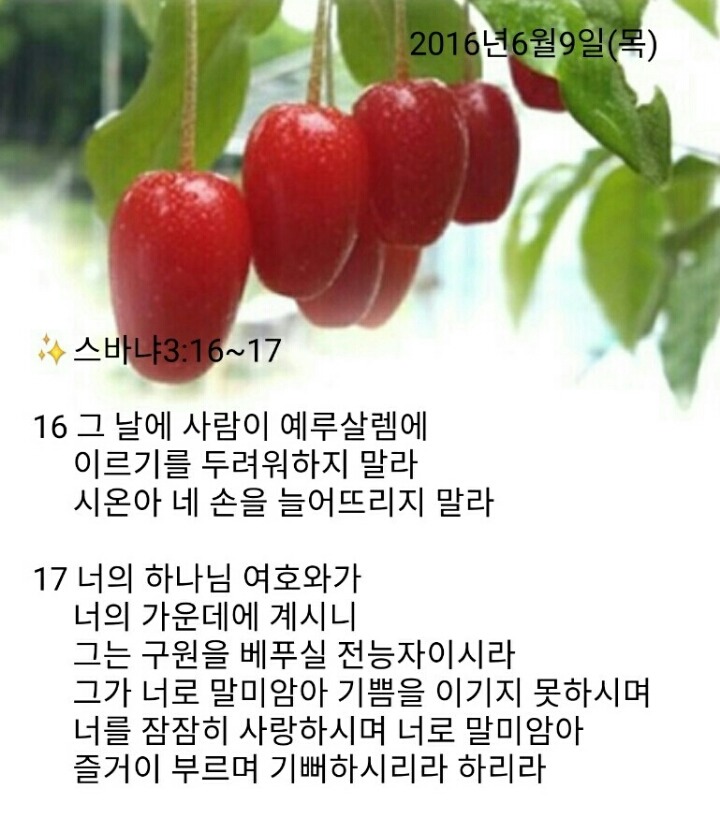 백향 이미지