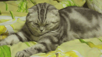 기절하듯 잠드는 고양이.gif | 인스티즈