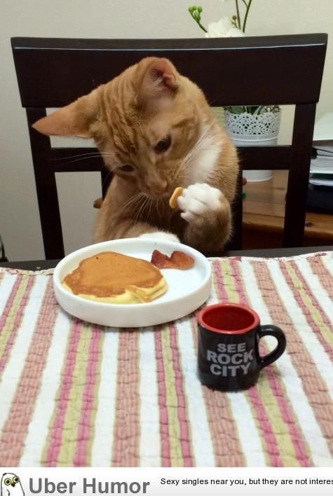 밥먹는 고양이.jpg | 인스티즈
