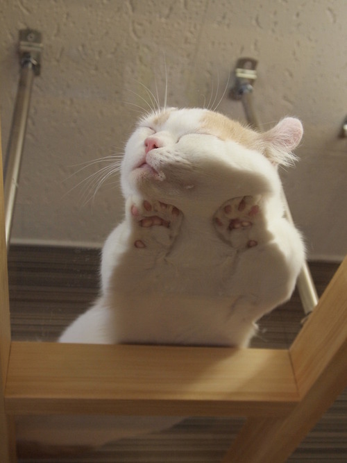 적나라한 고양이 자는 모습 jpg | 인스티즈