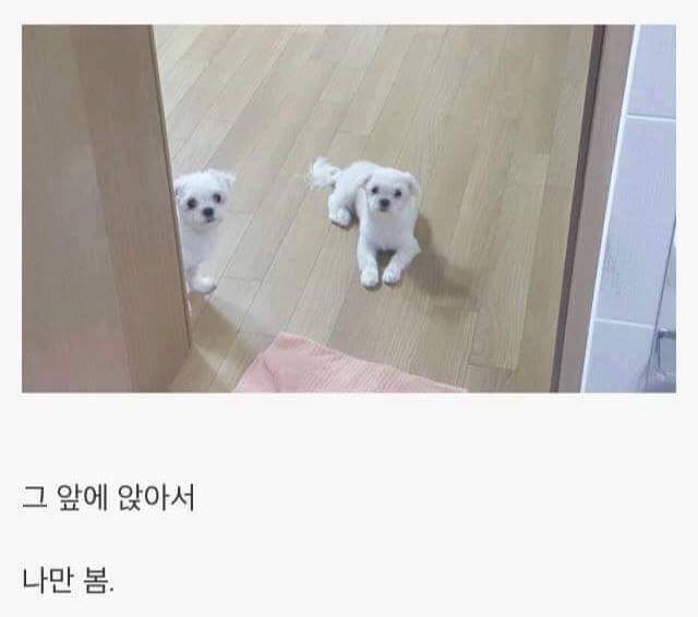 강아지를 키우면 생기는일.jpg | 인스티즈