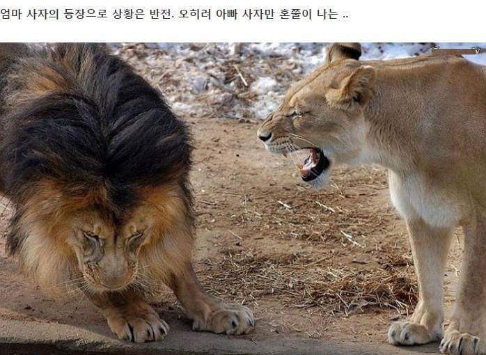 혼나는 아빠 | 인스티즈