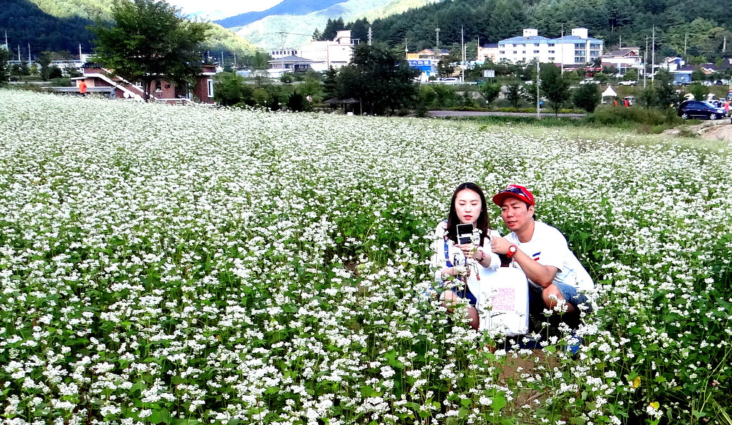 봉평메밀마을 이미지