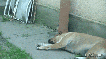 자기보다 큰 멍멍이 암살하려는 고양이.gif | 인스티즈