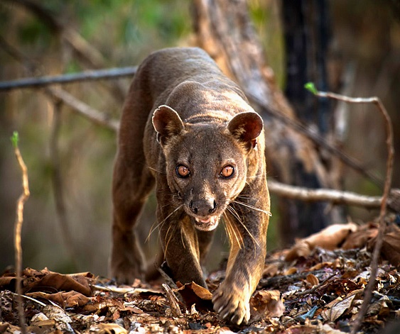 당신이 처음 봤을 수도 있는 희귀동물들 50종 | 인스티즈
