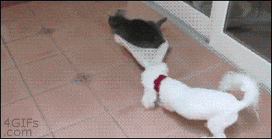 개랑 고양이 같이 키우는 집 흔한 장면 | 인스티즈